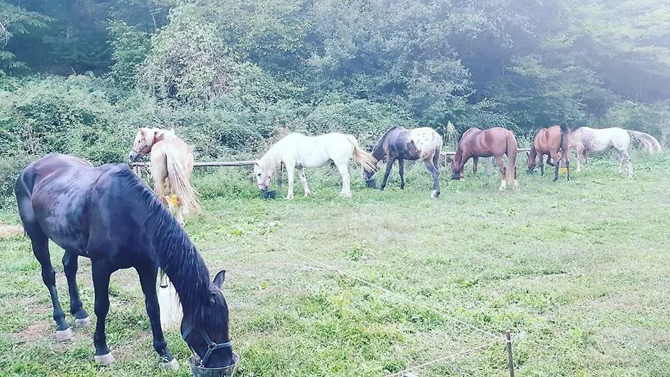 Casa di campagna Agriturismo Podere Del Lepre San Quirico